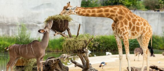 a giraffe and gazelle eating at a zoo