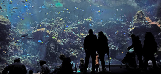 people in front of an aquarium tank at the california academy of sciences 