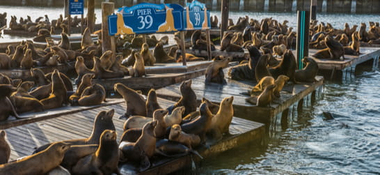 sea lions on the docks at pier 39 in san francisco 