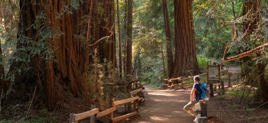 hiker among the redwoods in muir forest 